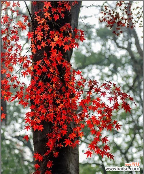 探索红枫叶在艺术 红枫叶的象征意义及文化价值