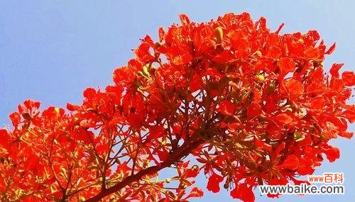 探索红枫叶在艺术 红枫叶的象征意义及文化价值