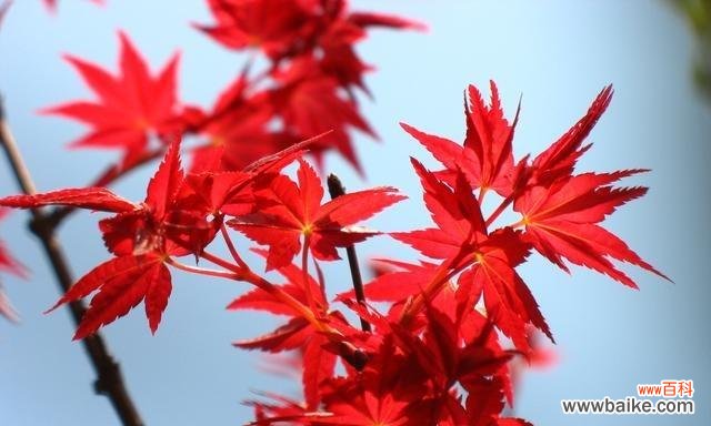 探索红枫的花语及其象征意义 红枫的花语