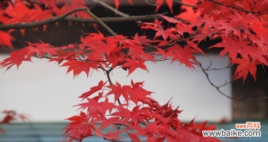 探索红枫的花语及其象征意义 红枫的花语