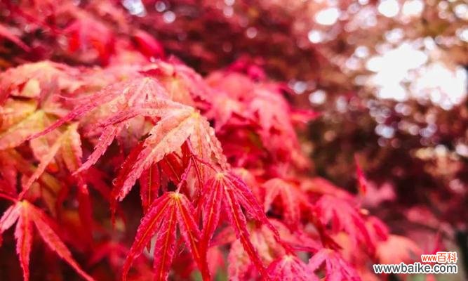 探索红枫的花语及其象征意义 红枫的花语