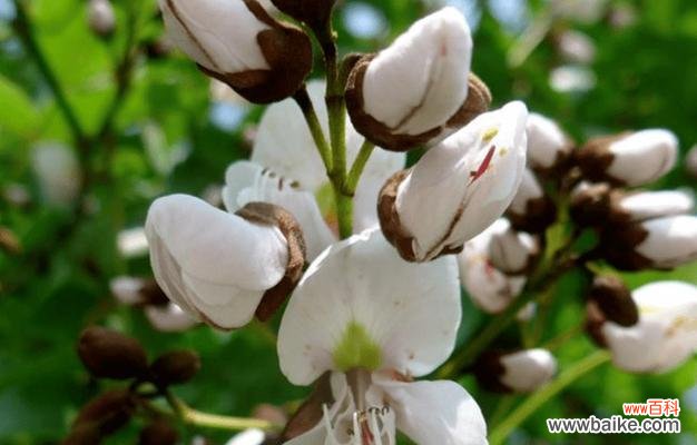 红豆寄托爱情的美好祝福 红豆象征的爱情寓意——用红豆编织爱的故事