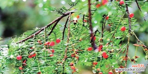 红豆寄托爱情的美好祝福 红豆象征的爱情寓意——用红豆编织爱的故事