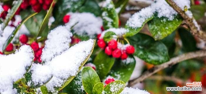 红豆寄托爱情的美好祝福 红豆象征的爱情寓意——用红豆编织爱的故事