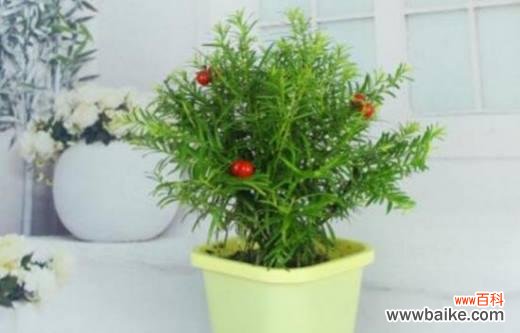 传承生机 红豆杉的风水寓意与摆放位置