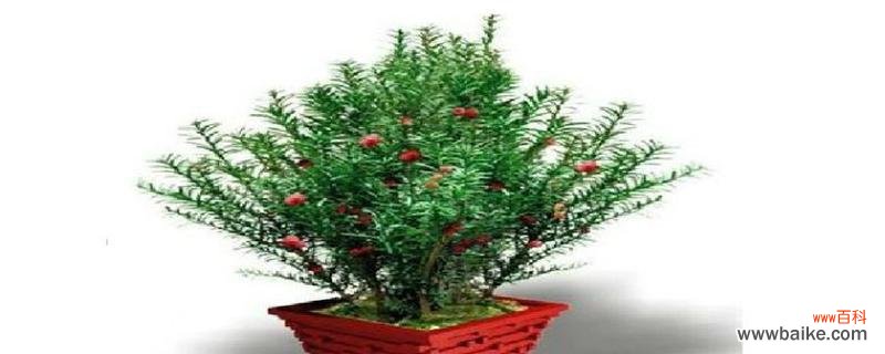 传承生机 红豆杉的风水寓意与摆放位置