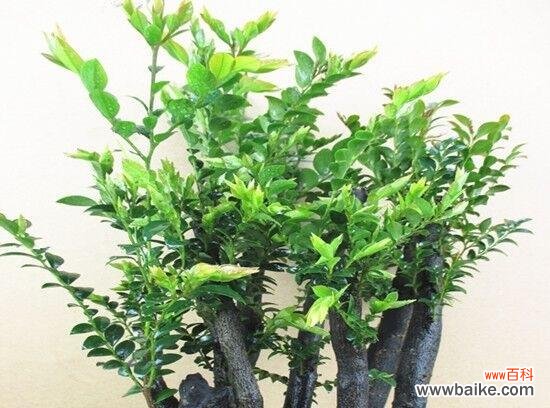 传承生机 红豆杉的风水寓意与摆放位置