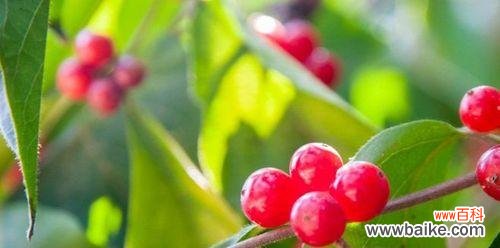 揭示红豆开花的深层意义 红豆开花的寓意和花语