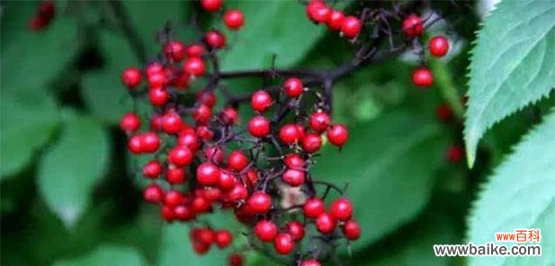 揭示红豆开花的深层意义 红豆开花的寓意和花语