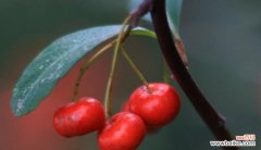 红果 红果的花语和寓意