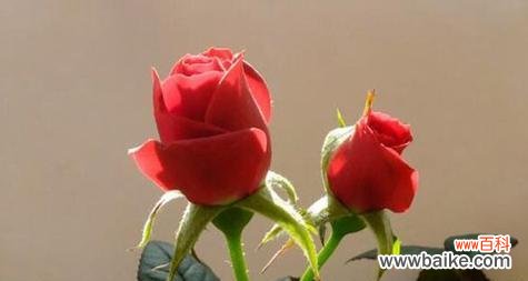 红玫瑰之美与情感的表达 红玫瑰的象征意义