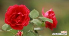 红玫瑰之美与情感的表达 红玫瑰的象征意义