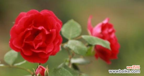 红玫瑰之美与情感的表达 红玫瑰的象征意义