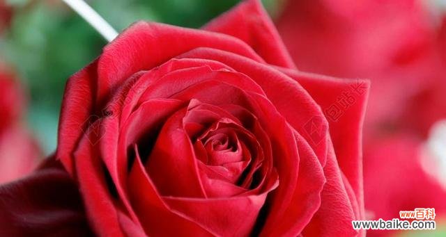红玫瑰之美与情感的表达 红玫瑰的象征意义