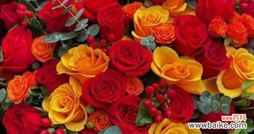 用花言巧语传递真挚情感——红玫瑰代表的含义与寓意 红玫瑰的花语及其代表的含义