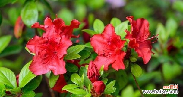 探寻红色杜鹃花的秘密 红色杜鹃花的寓意与象征