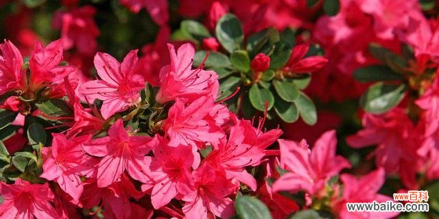 探寻红色杜鹃花的秘密 红色杜鹃花的寓意与象征