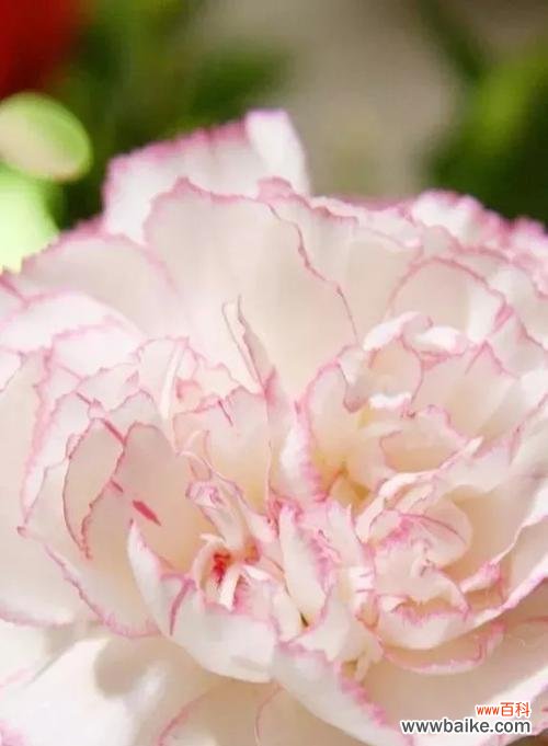 以鲜花传递的母爱之意义 母爱的花——用花语表达母爱的美好