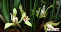 探究兰花的神秘符号和象征意义 兰花的花语与寓意