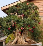 盆栽植物中的吉祥之意 多子多福，幸福无限