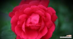 传递爱与热情的花朵 玫红月季花语解读