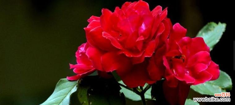 深情无私的爱的象征与传统浪漫之花 红蔷薇的花语和代表意义