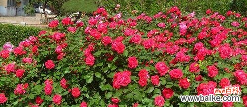 深情无私的爱的象征与传统浪漫之花 红蔷薇的花语和代表意义