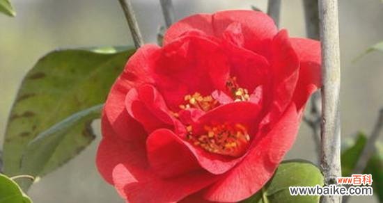 揭示红山茶花的花语与象征意义 红山茶花的花语与代表意义