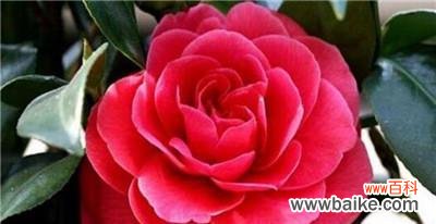 揭示红山茶花的花语与象征意义 红山茶花的花语与代表意义