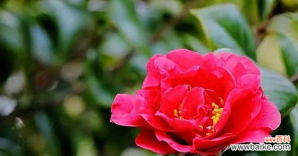 揭示红山茶花的花语与象征意义 红山茶花的花语与代表意义