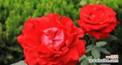 红色月季花语的意义和象征 红色月季花语与寓意