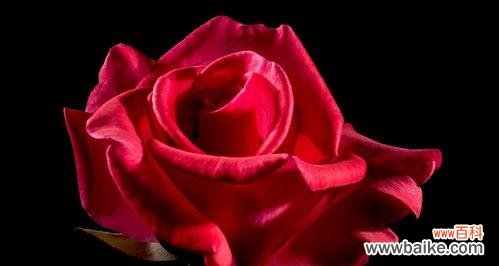 红色玫瑰花的浪漫爱情寓意 红色玫瑰花的意义与象征