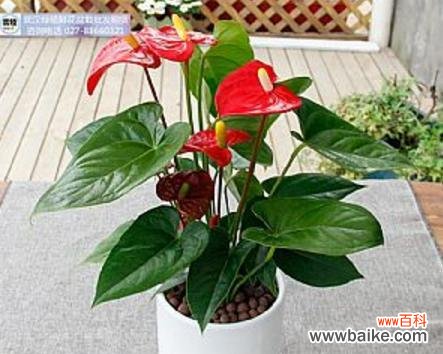 红掌 红掌的象征意义及文化传承