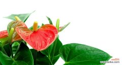 红掌 红掌的象征意义及文化传承