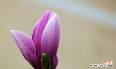 红玉兰的寓意与象征解读 红玉兰