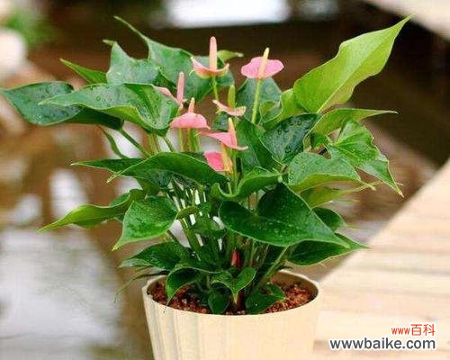 红掌 红掌寓意与象征风水的秘密