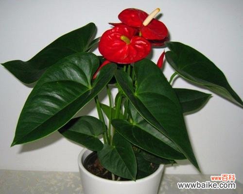 红掌 红掌寓意与象征风水的秘密