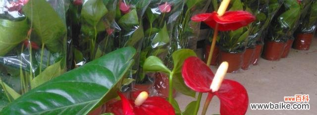 红掌 红掌寓意与象征风水的秘密