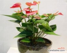 探索红掌花的神秘含义 红掌花的花语和寓意