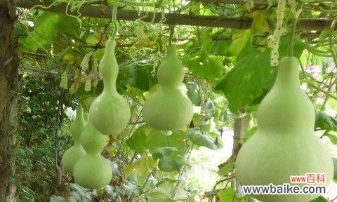 探寻葫芦在中国文化中的象征意义及其在风水中的运用 葫芦的寓意和象征风水