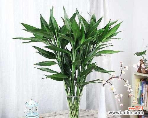 激发财运、吸引好运 以胡杨木的风水作用