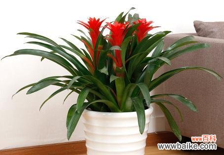 解读“鸿运当头”的传统智慧 探寻“鸿运当头”背后的寓意与象征风水奥秘