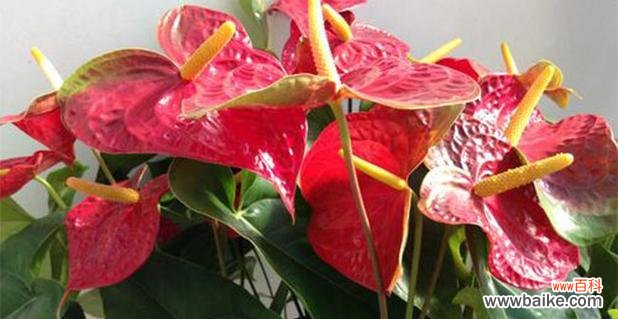 探究红掌在中华文化中的象征与传统 红掌象征的意义及文化内涵