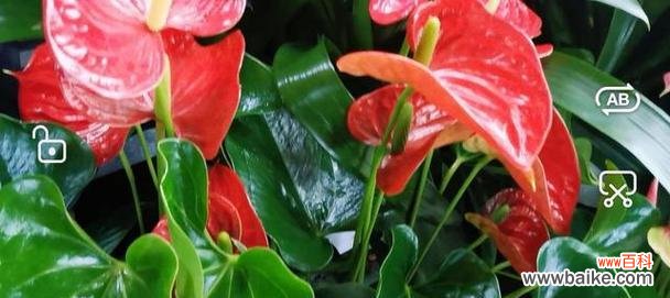 传递爱情与热情的红掌花 红掌花语