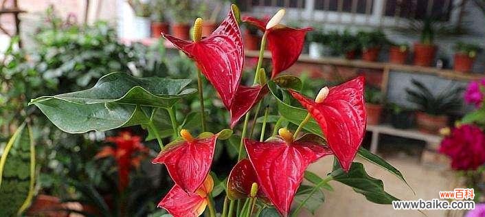 传递爱情与热情的红掌花 红掌花语