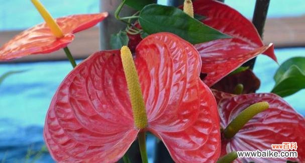 传递爱情与热情的红掌花 红掌花语