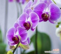 探索蝴蝶兰花语的深刻内涵 蝴蝶兰的花语