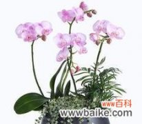 揭秘蝴蝶兰的幸福之道 蝴蝶兰的风水寓意及摆放位置