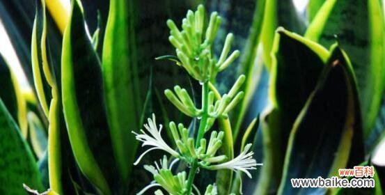 解读虎皮兰开花背后的吉祥之意 虎皮兰开花的风水寓意