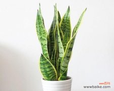 探寻虎皮兰的意义与象征 虎皮兰花的花语与寓意